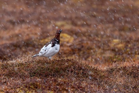 A grouse (Lagopus lagopus) male stands on a hill in the tundra in the snowfall, snowfall,
