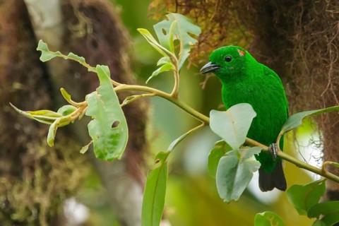 Glistening-green Tanager (Chlorochrysa phoenicotis) perched on a branch in the Andes Mountains of
