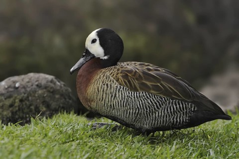 White-faced Whistling Duck (Dendrocygna viduata), Hawaii, USA