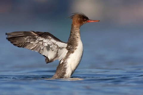 Red-breasted Merganser (Mergus serrator) female, British Columbia, Canada