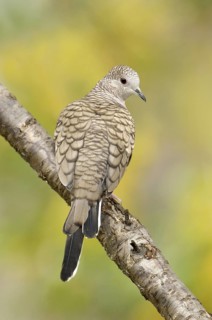 Inca Dove (Columbina inca), Arizona, USA