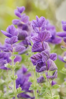 Crested sage (Salvia viridis, Salvia horminum), North Rhine-Westphalia, Germany