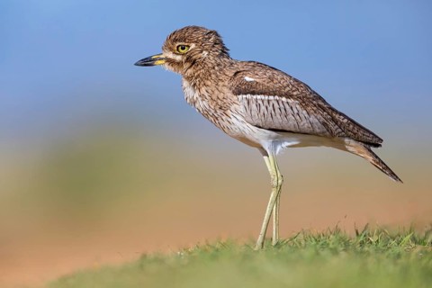 Water Stone Curlew, (Burhinus vermiculatus), biotope, habitat, animals, birds, plover family, False
