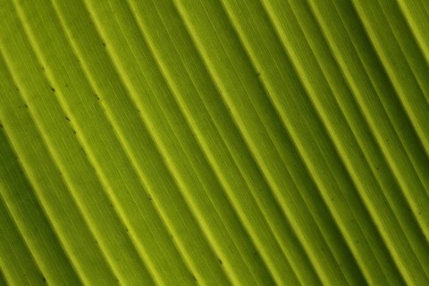 Banana leaf (Musa acuminata x balbisiana) in detail, leaf with veins, plant leaf, green structure,