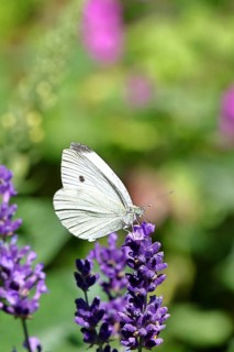 A Cabbage butterfly (Pieris brassicae) sucking nectar on the flower of true lavender (Lavandula