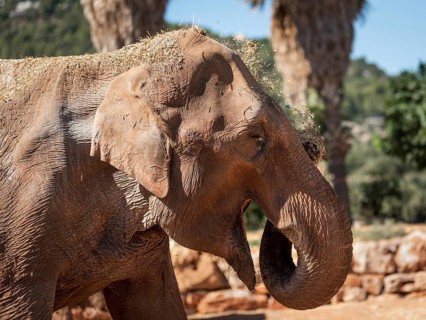 Elephant at zoo safari Fasano, Italy