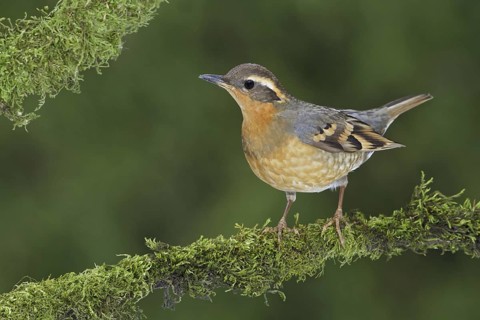 Varied Thrush (Ixoreus naevius), British Columbia, Canada