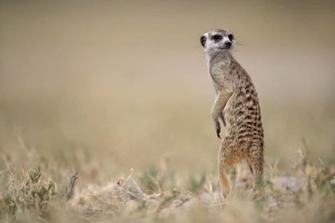 Meerkats or suricates (Suricata suricatta), Makgadikgadi Salt Pans, Makgadikgadi Pans National