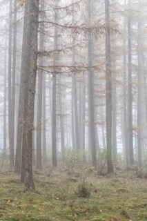 Fog in the larch forest (Larix decidua), Emsland, Lower Saxony, Germany
