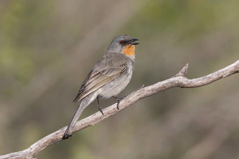 Gilbert's Whistler (Pachycephala inornata) male singing, perched on a branch, Victoria, Australia