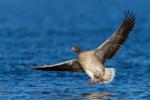 Grey goose, (Anser anser), animals, birds, goose, geese, field geese, family of ducks, flight