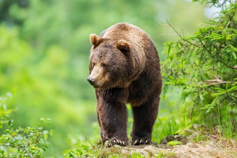 Eurasian brown bear (Ursus arctos arctos) walking up on a rock, Bavarian Forest, Bavaria, Germany