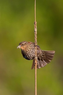 Red-winged Blackbird (Agelaius phoeniceus) female, Washington, USA