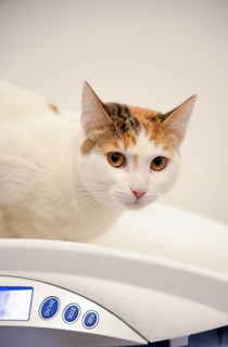 A calico cat sits on a digital veterinary scale at the clinic. The close-up image highlights the