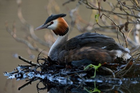 Great Crested Grebe (Podiceps cristatus) incubating, North Rhine-Westphalia, Germany