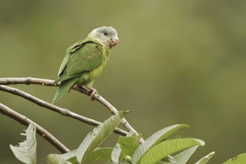 Grey-cheeked Parakeet (Brotogeris pyrrhoptera), Ecuador