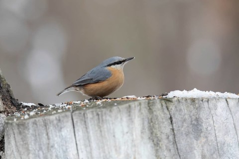 Common nuthatch in a winter park