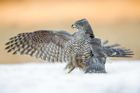 Northern Goshawk (Accipiter gentilis) perched on a snowy ground, Poland