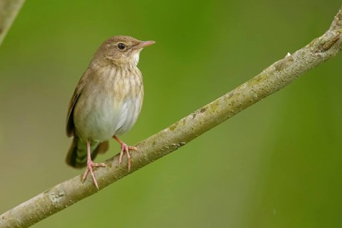 Flapping warbler, (Locustella fluviatilis), (Locustelle fluviatil), genus of warblers, Hungary,