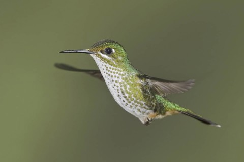 Booted Racket-tail (Ocreatus underwoodii), Ecuador