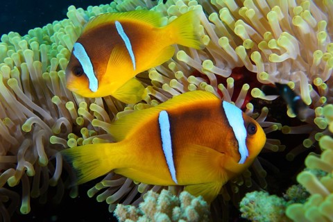 Red sea anemonefish (Amphiprion bicinctus)