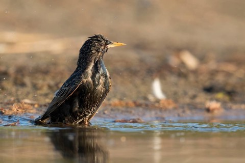Common Starling (Sturnus vulgaris) bathing at waterhole, North Rhine-Westphalia, Germany