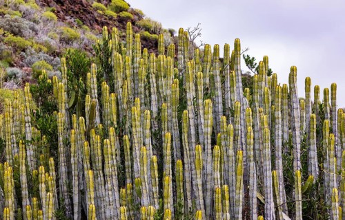 Canary Island spurge (Euphorbia canariensis) Mountain hike over the Santiago to Montana de Guama,