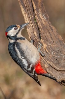 Great Spotted Woodpecker (Dendrocopos major) on a branch in the forest. Bas-Rhin, Alsace, Grand