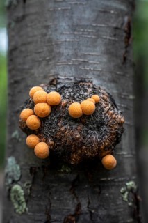 Cyttaria darwinii, Cyttaria growing in a tree branch, Senda La Baliza, Tierra del Fuego National