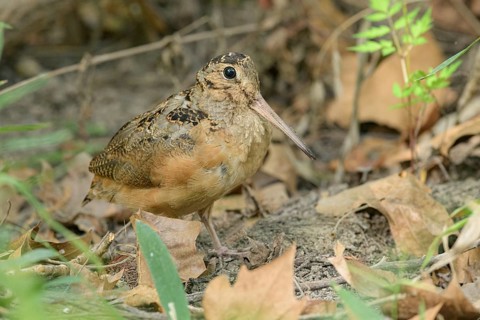American Woodcock (Scolopax minor), Texas, USA