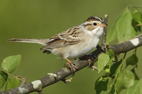 Clay-colored Sparrow (Spizella pallida), Texas, USA