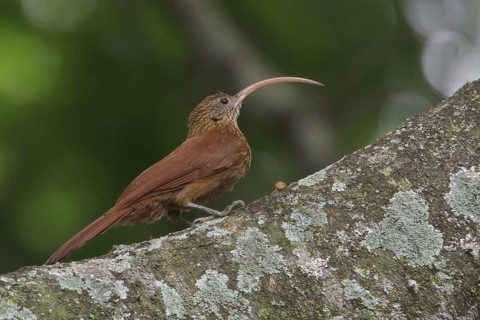 Red-billed Scythebill (Campylorhamphus trochilirostris) perched on a branch in Bolivia, South