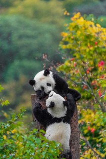 Two Giant Pandas, cubs, ailuropoda melanoleuca, climb in a tree