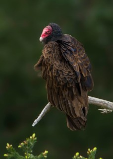 Turkey Vulture (Cathartes aura)