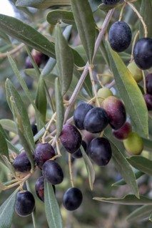 Branch of an olive tree with ripe dark blue olives surrounded by green leaves, Apulia, Italy