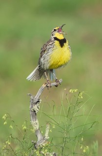 Western Meadowlark (Sturnella neglecta) singing, Colorado, USA