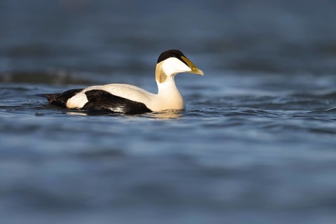 Eider duck (Somateria mollissima), Texel, Netherlands