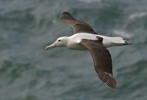 Northern Royal Albatross (Diomedea sanfordi), New Zealand