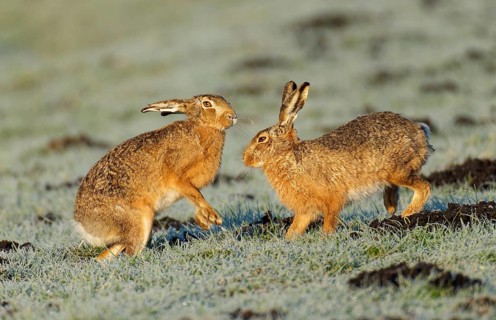 Brown hare (Lepus europaeus) pair on a hoarfrost-covered meadow, Lake Dümmer, Germany