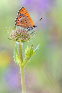 Der Blauschillernde Feuerfalter (Lycaena helle)