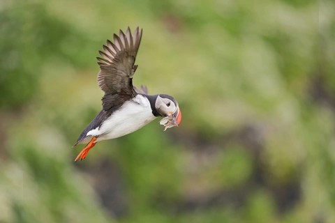 Atlantic Puffin (Fratercula arctica) flying with sandeels in beak, Iceland
