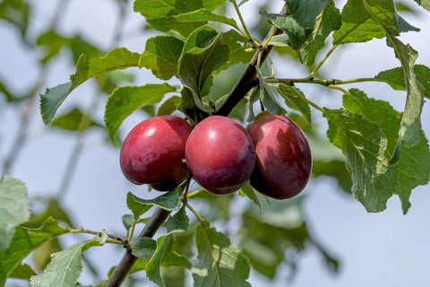 Plum (Prunus domestica 'Spilling'),  Austria