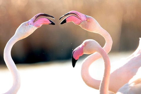 An enchanting image capturing pink flamingos mid nuptial display, set against a soft, glowing
