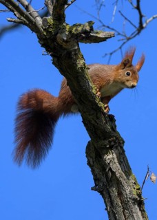 Eurasian red squirrel (Sciurus vulgaris), sitting on branch, blue sky, Rosensteinpark, Stuttgart,