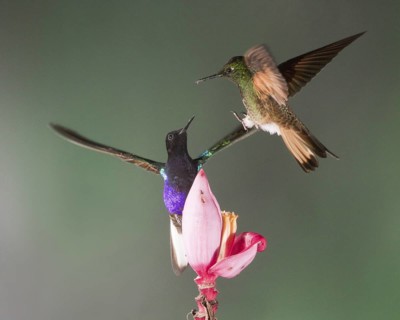 A Velvet-purple Coronet (left) and a Buff-tailed Coronet fight over a prized banana flower. In this