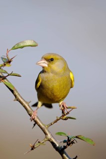 European Greenfinch (Chloris chloris) male perched on a branch, North Rhine-Westphalia, Germany