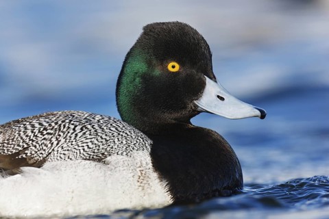 Lesser Scaup (Aythya affinis) male, British Columbia, Canada