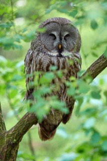 Bearded owl (Strix nebulosa), sitting asleep on a branch, surrounded by green leaves, in a natural,