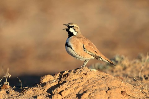 Cinnamon Quail-thrush (Cinclosoma cinnamomeum) male singing, South Australia, Australia