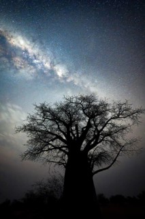 African baobab (Adansonia digitata), starry sky at night with the Milky Way, Nxai Pan National
